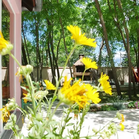 Oasis Miro